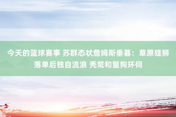 今天的篮球赛事 苏群态状詹姆斯垂暮：草原雄狮落单后独自流浪 秃鹫和鬣狗环伺